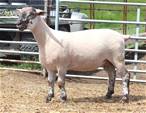 Sheep Trax Laramie 390L